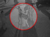 Video : Caught on Camera