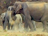 Video: सफारी इंडिया : इंसानों और हाथियों में बढ़ता टकराव
