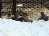 Video : No Thread Of Hope For Cotton Farmers In Telangana