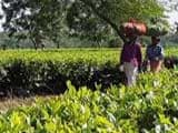 Video : 1 Year Of Notes Ban: Being Cashless A Distant Dream In Assam Tea Gardens