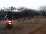 Video : Bikers Chasing Lion, Lioness In Gujarat's Gir On Video, Probe Ordered