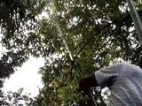 Video : दिल्ली में प्रदूषण, एनडीएमसी ने शुरू किया पेड़ों पर पानी का छिड़काव