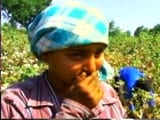 Video : In Telangana, Girls Forced To Pick Cotton Over School