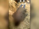 Video : Off-Duty Soldier's Body With Bullet Wounds Found In Jammu And Kashmir