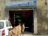 Video : Donkeys Jailed For 4 Days In Uttar Pradesh. Crime? Ate Expensive Plants