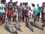Video : 20 Dolphins Wash Up On Tamil Nadu Beach. How Fishermen Tried To Save Them
