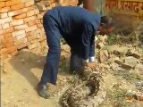 Video : Watch: Massive 12-Foot Python Captured From Allahabad College