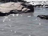 अरुणाचल प्रदेश के सियांग नदी का पानी हुआ काला
