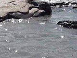 Video : Why Is The Water Of Brahmaputra Turning Muddy And Black?
