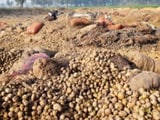 Videos : GROUND REPORT : यूपी में कौड़ियों के भाव आलू, किसान बेहाल