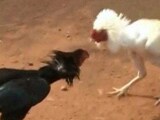 Video : Rooster Fights Turn Bloody, Multi-Crore Gambling Continues Despite Court Orders