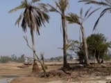 Video : Over 100 Islands In Sundarbans Face Existential Threat As Sea Level Rises