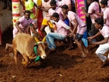 Video : 3 More Deaths At Jallikattu Events Amid Big Prizes Offered By Tamil Nadu Leaders