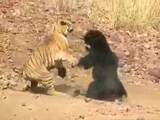 Video : At Tadoba Reserve, Tense Face-Off Between Tiger And Bear Caught On Camera