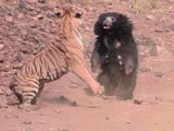 Video : At Tadoba Reserve, Tense Face-Off Between Tiger And Bear Caught On Camera