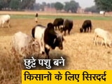 Videos : यूपी में आवारा जानवरों की फौज बरबाद कर रही फसलें