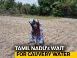 Video : Amid Cauvery Row, Farmers In Parched Tamil Nadu Are Worried About Future
